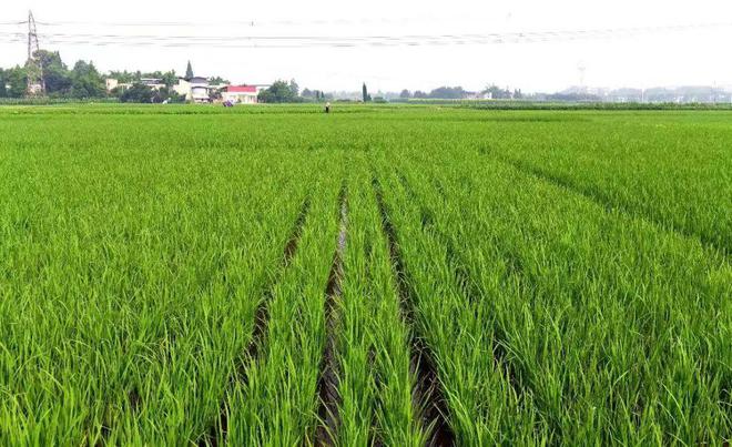 1683536808297067.jpg 下載.jpg